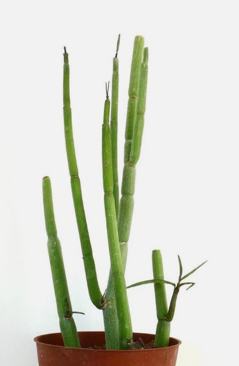 Ceropegia dichotoma 5 Pieces Seeds