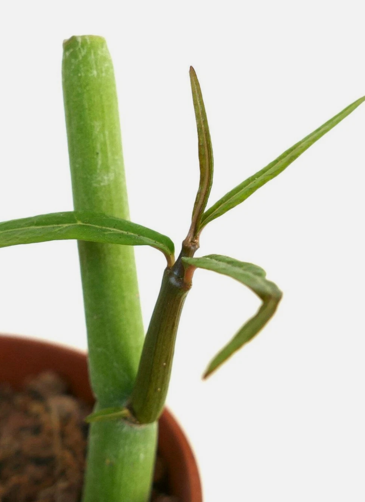 Ceropegia dichotoma 5 Pieces Seeds