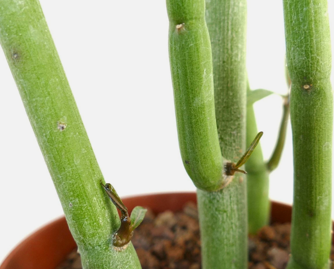 Ceropegia dichotoma 5 Pieces Seeds