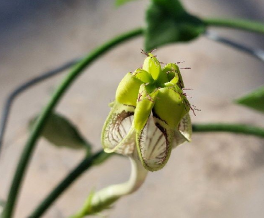 Ceropegia hamlet 5 Pieces Seeds