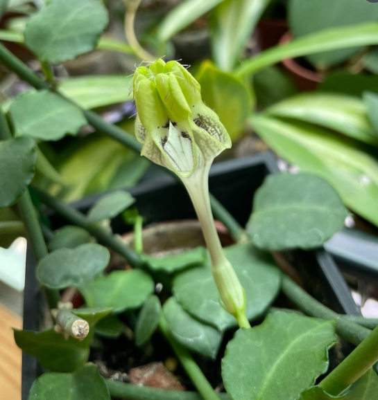 Ceropegia hamlet 5 Pieces Seeds