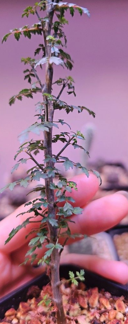 Commiphora parvifolia 7 Pieces Seeds