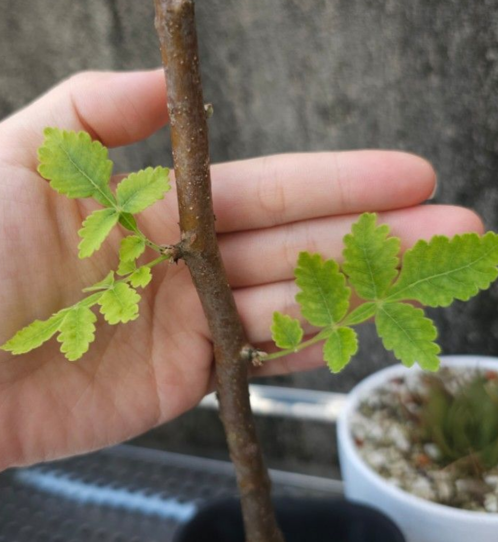 Bursera ribana 5 Pieces Seeds