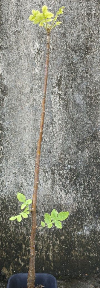 Bursera ribana 5 Pieces Seeds