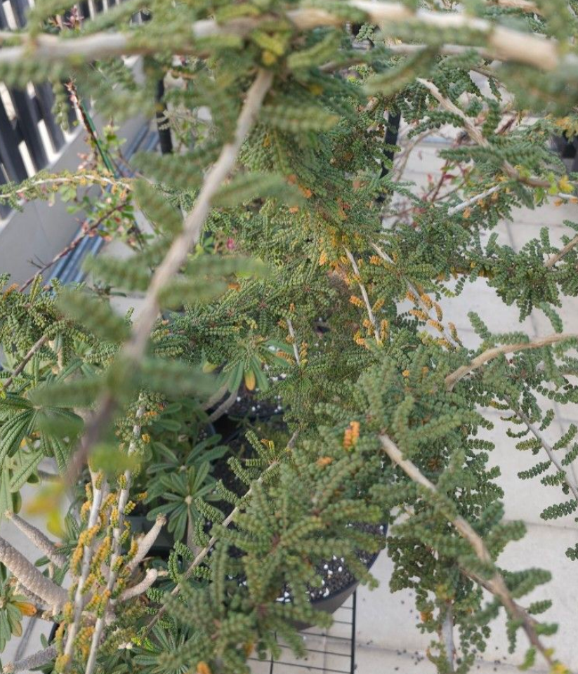 Commiphora planifrons 5 Pieces Seeds