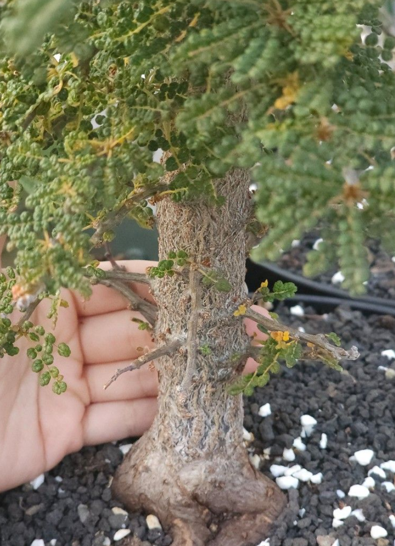 Commiphora planifrons 5 Pieces Seeds