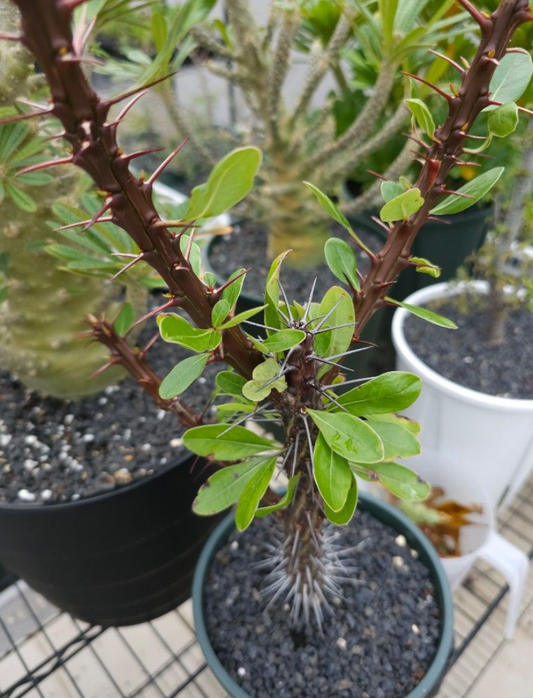 Fouquieria ochoterenae 10 Pieces Seeds
