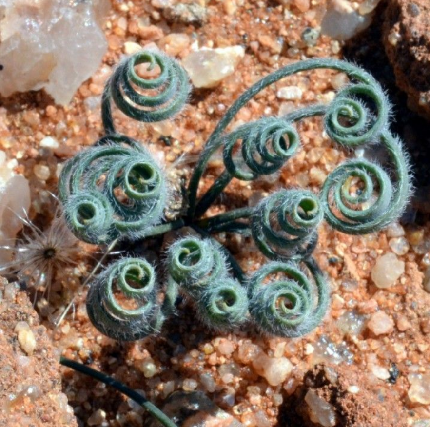 Gethyllis lanuginosa 10 Pieces Seeds