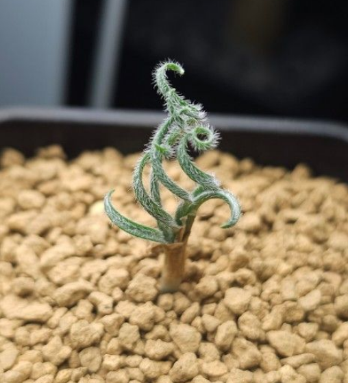 Gethyllis lanuginosa 10 Pieces Seeds
