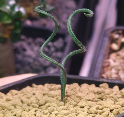 Gethyllis lanuginosa 10 Pieces Seeds