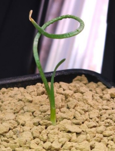Gethyllis lanuginosa 10 Pieces Seeds