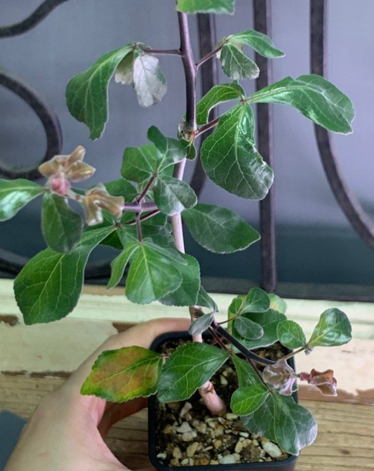 Commiphora Jacq 5 Pieces Seeds