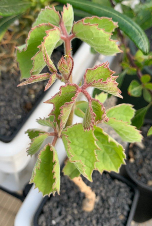 Cyphostemma sp. Ngare Mara 4 Pieces Seeds