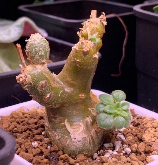 Tylecodon albiflorus 7 Pieces Seeds