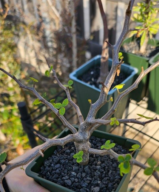 Commiphora Sinuata 10 Pieces Seeds