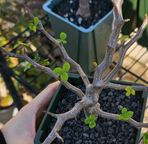 Commiphora Sinuata 10 Pieces Seeds