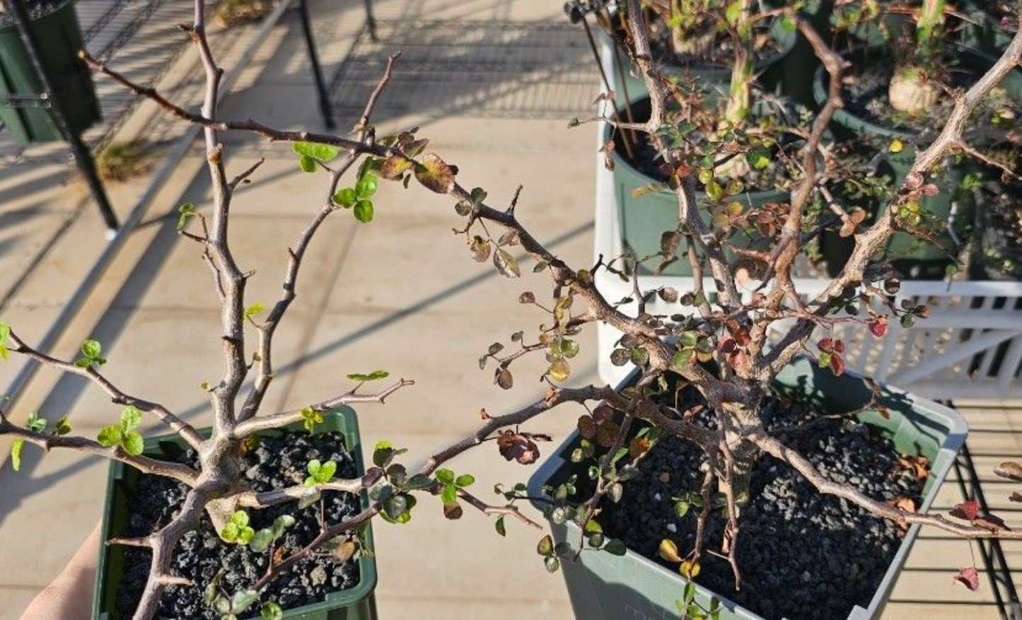 Commiphora Sinuata 10 Pieces Seeds
