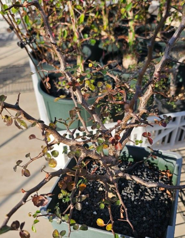 Commiphora Sinuata 10 Pieces Seeds