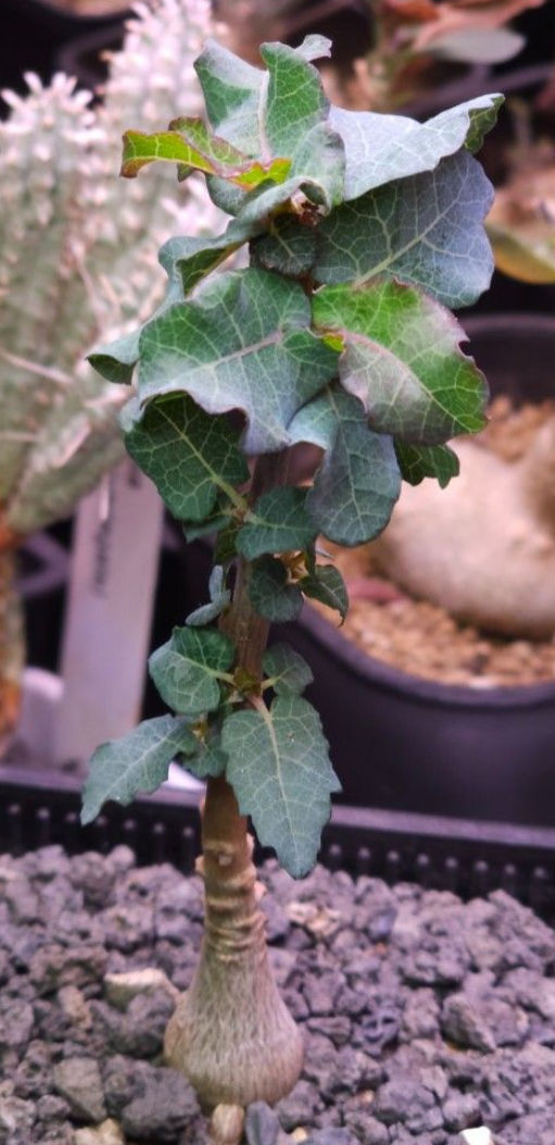 Boswellia occulta 10 Pieces Seeds