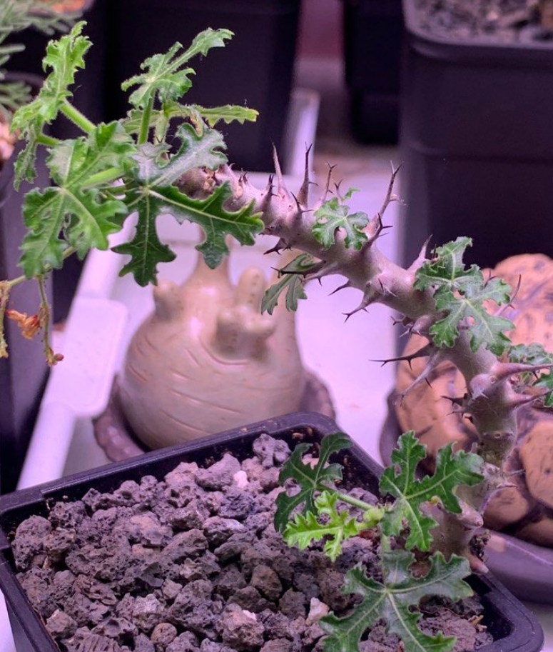 Jatropha paradoxa 5 Pieces Seeds