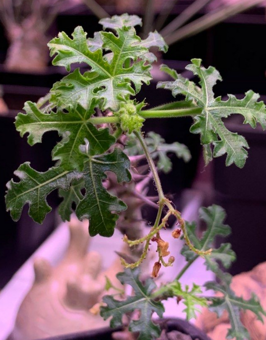 Jatropha paradoxa 5 Pieces Seeds