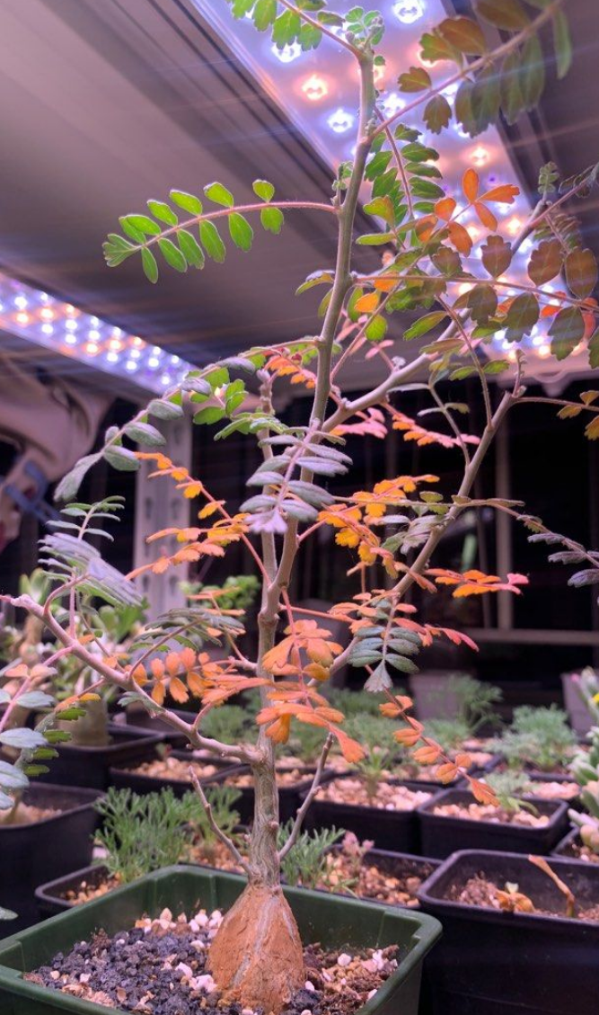 Pachycormus discolor 10 Pieces Seeds