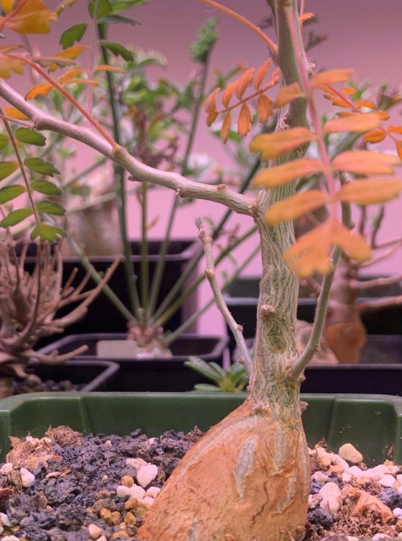 Pachycormus discolor 10 Pieces Seeds
