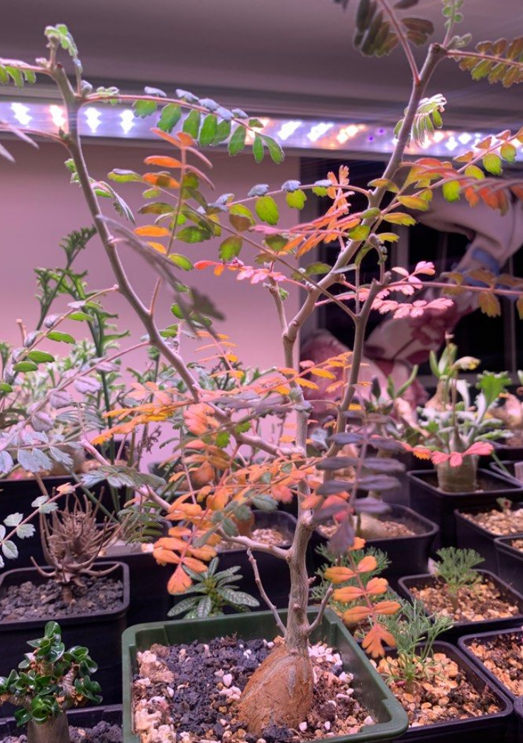 Pachycormus discolor 10 Pieces Seeds