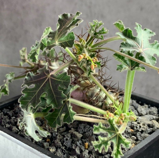 Jatropha paradoxa x marginata 5 Pieces Seeds