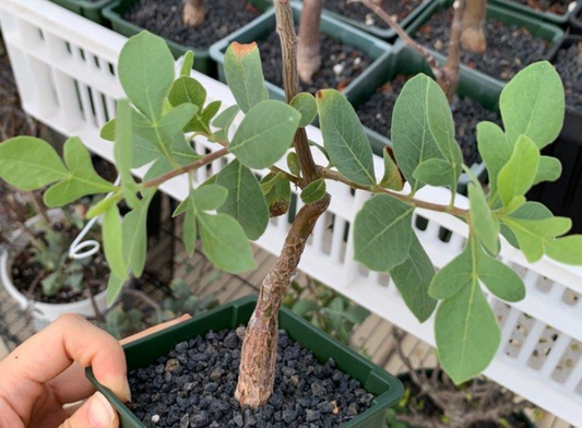 Commiphora wildii 4 Pieces Seeds