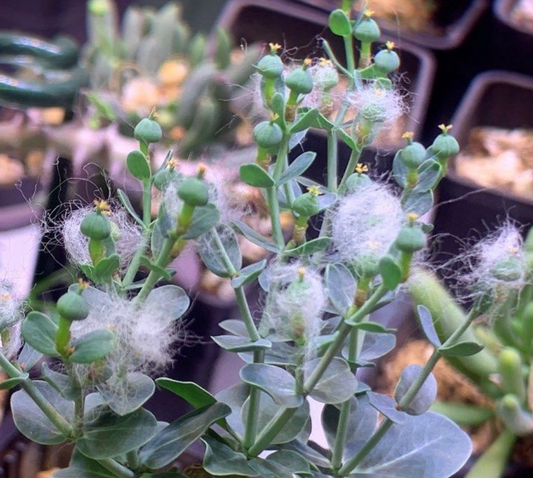 Euphorbia globulicaulis 10 Pieces Seeds