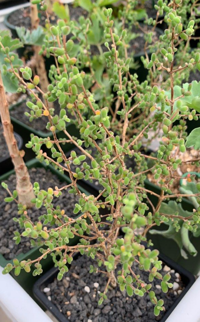 Drosanthemum globosum 10 Pieces Seeds