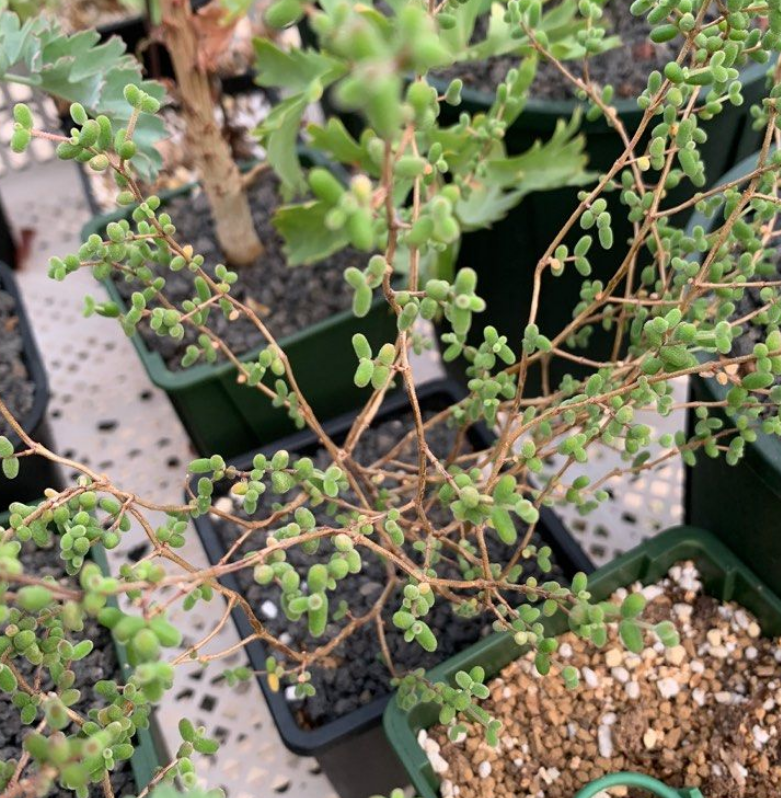 Drosanthemum globosum 10 Pieces Seeds