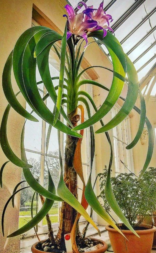 Worsleya procera 4 Pieces Seeds