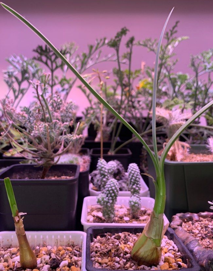 Worsleya procera 4 Pieces Seeds