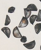 Worsleya procera 4 Pieces Seeds