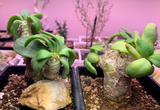 Tylecodon reticulatus subsp. phyllopodium 10 Pieces Seeds