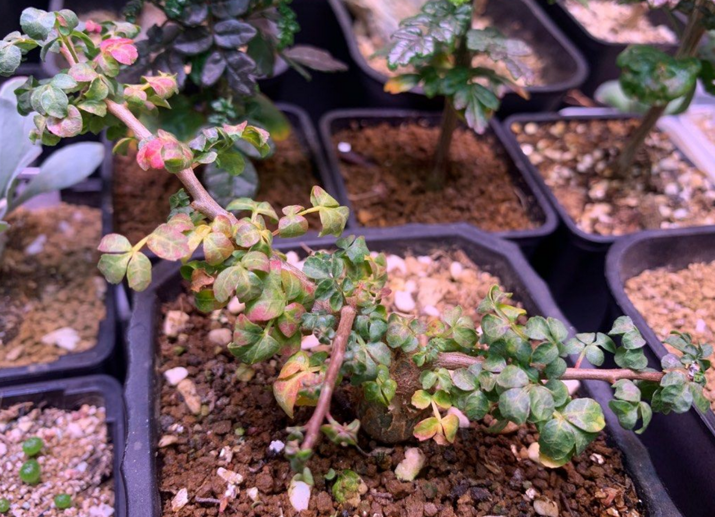 Commiphora sp.eyl somalia 10 Pieces Seeds