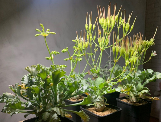 Pelargonium klinghardtense 4 Pieces Seeds