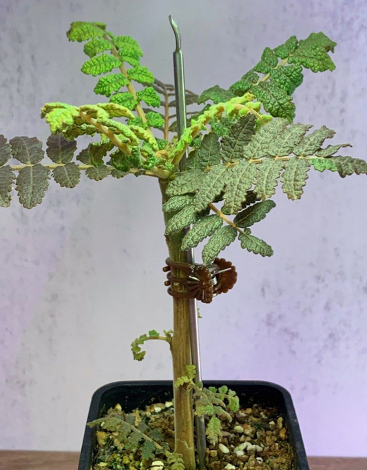 Boswellia bullata 7 Pieces Seeds