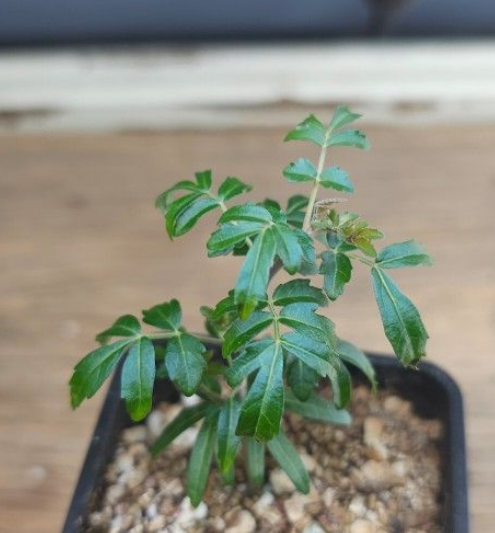 Boswellia rivae 10 Pieces Seeds