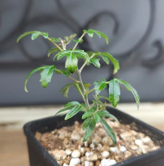 Boswellia rivae 10 Pieces Seeds