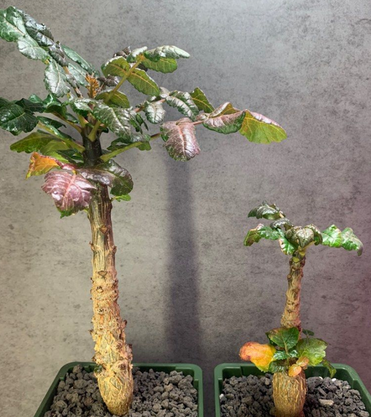 Boswellia ameero 6 Pieces Seeds