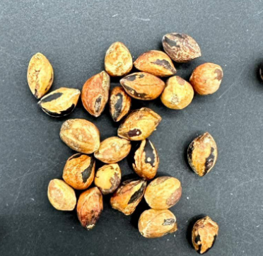 Commiphora multijuga 4 Pieces Seeds