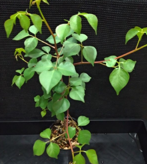 Commiphora multijuga 4 Pieces Seeds