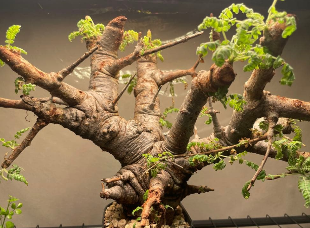 Commiphora neglecta 10 Pieces Seeds