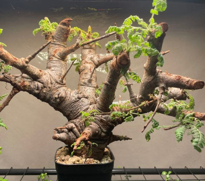 Commiphora neglecta 10 Pieces Seeds