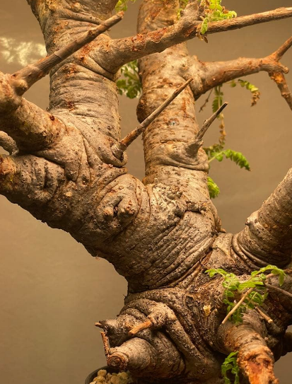 Commiphora neglecta 10 Pieces Seeds