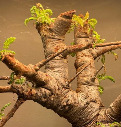 Commiphora neglecta 10 Pieces Seeds