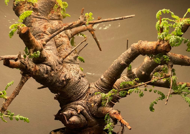 Commiphora neglecta 10 Pieces Seeds